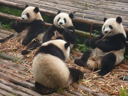 熊猫群